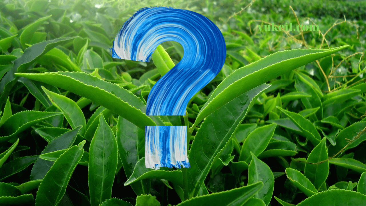Giảm cân bằng trà xanh xu hướng mới nhất 2019-2020 23 trà-xanh-là-gì