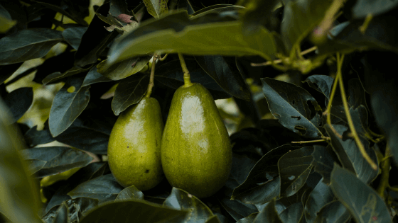 bơ tăng ham muốn ở phụ nữ