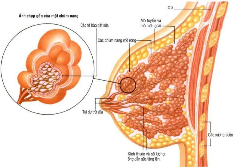 Lý do con trai thích bóp ngực (sờ vú) và sờ vùng kín phụ nữ 12 Cấu tạo của ngực phụ nữ